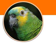 Exotic Bird Adoption Header